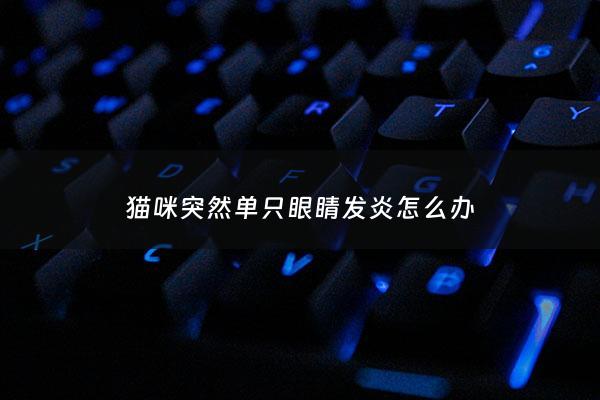 猫咪突然单只眼睛发炎怎么办 - 猫突然一只眼睛发炎
