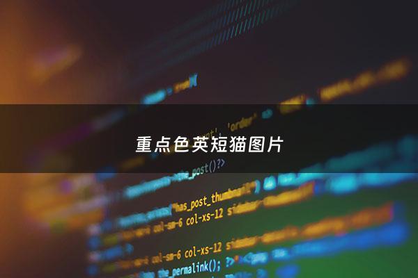 重点色英短猫图片 - 重点色英短猫贵吗