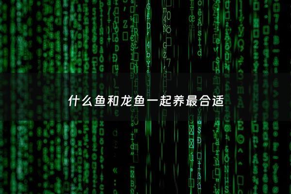 什么鱼和龙鱼一起养最合适 - 什么鱼适合和龙鱼混养