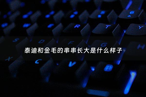 泰迪和金毛的串串长大是什么样子 - 泰迪和金毛的串串长大是什么样子图片
