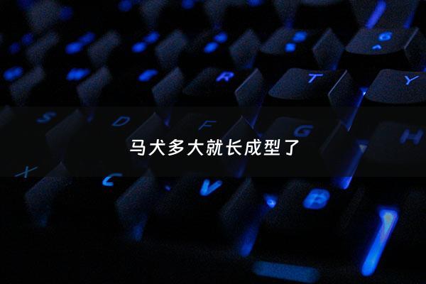 马犬多大就长成型了 - 马犬多大才算成年