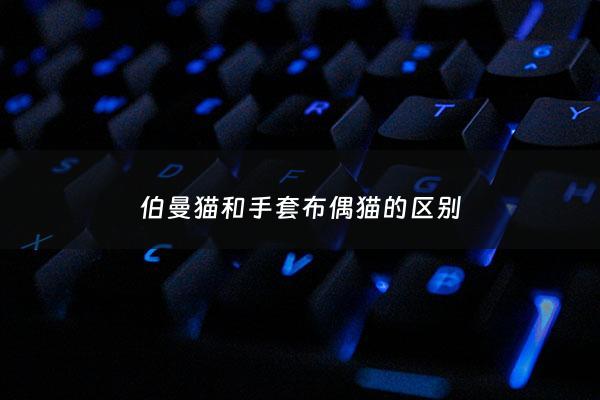 伯曼猫和手套布偶猫的区别 - 伯曼猫和手套布偶猫的区别在哪