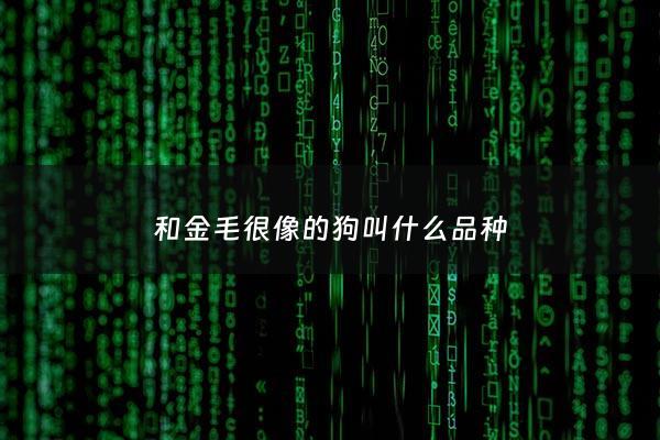 和金毛很像的狗叫什么品种 - 和金毛长得像的狗叫什么品种