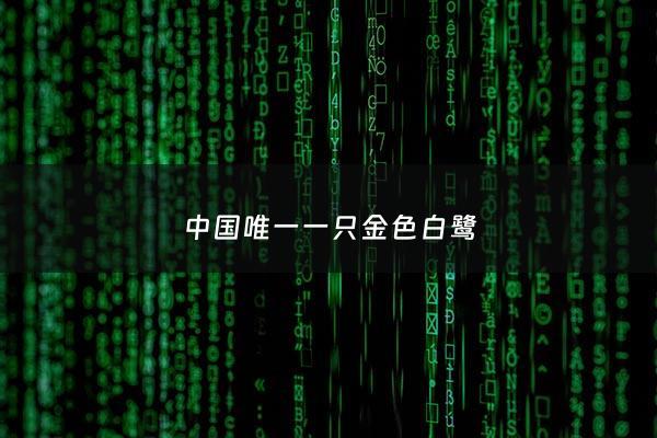 ***唯一一只金色白鹭 - ***的白鹭