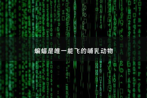 蝙蝠是唯一能飞的哺乳动物 - 蝙蝠是唯一长有翅膀能够飞翔的哺乳动物