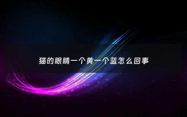 猫的眼睛一个黄一个蓝怎么回事 - 猫的眼睛一个黄一个蓝是什么品种