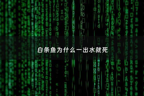 白条鱼为什么一出水就死 - 白条鱼离开水能活多久
