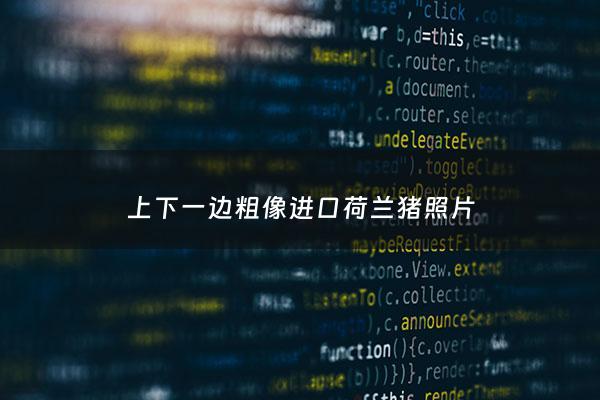 上下一边粗像进口荷兰猪照片 - 上下一边粗是什么体型