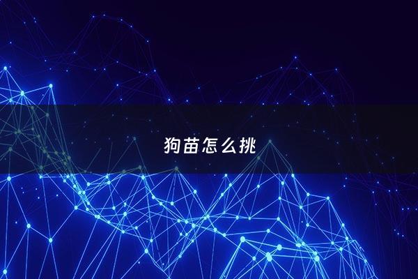 狗苗怎么挑 - 怎样挑狗崽