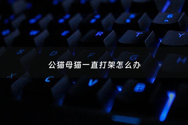 公猫母猫一直打架怎么办 - 公猫和母猫一直打架怎么办