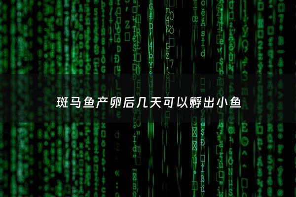 斑马鱼产卵后几天可以孵出小鱼 - 斑马鱼产卵后多久孵化