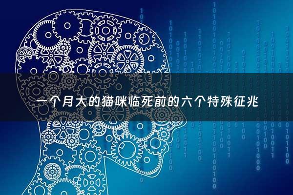 一个月大的猫咪临死前的六个特殊征兆 - 一个月小猫死前征兆