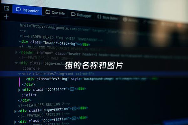猫的名称和图片 - 猫的名字大全可爱的又简单的