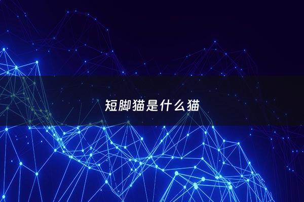 短脚猫是什么猫 - 短脚猫是什么猫图片