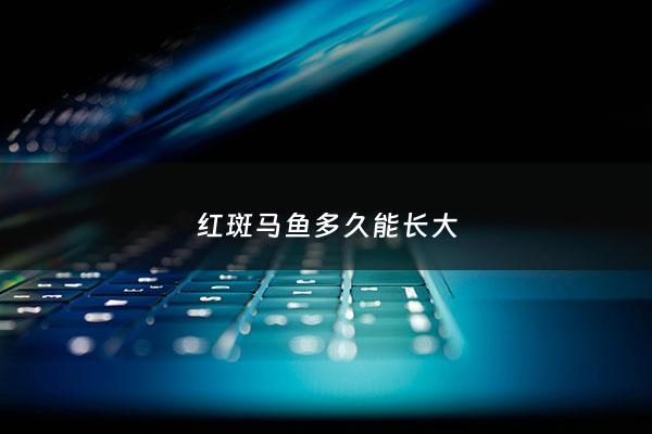 红斑马鱼多久能长大 - 红斑马鱼什么时候繁殖