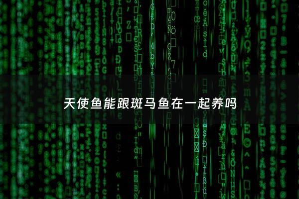 天使鱼能跟斑马鱼在一起养吗 - 斑马天使鱼好养吗