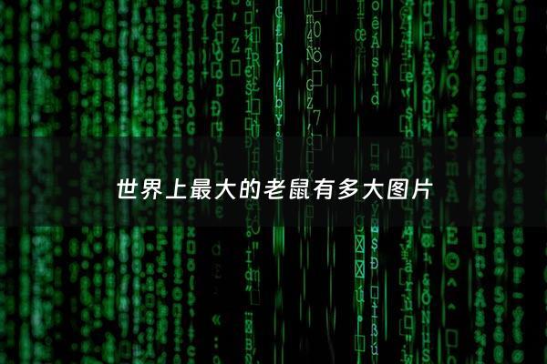 世界上最大的老鼠有多大图片 - 世界上最大的老鼠长啥样