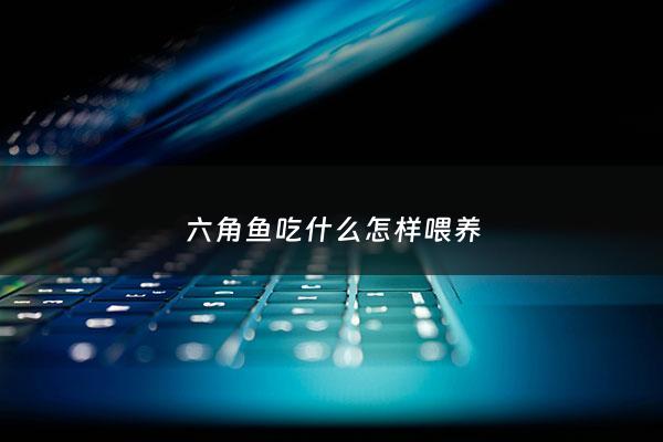 六角鱼吃什么怎样喂养 - 六角鱼吃什么怎样喂养好