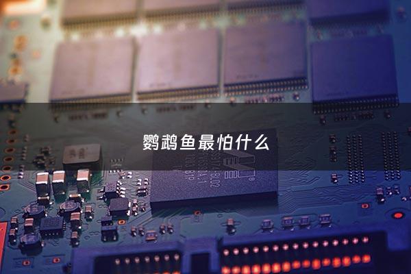 鹦鹉鱼最怕什么 - 鹦鹉鱼最怕什么东西