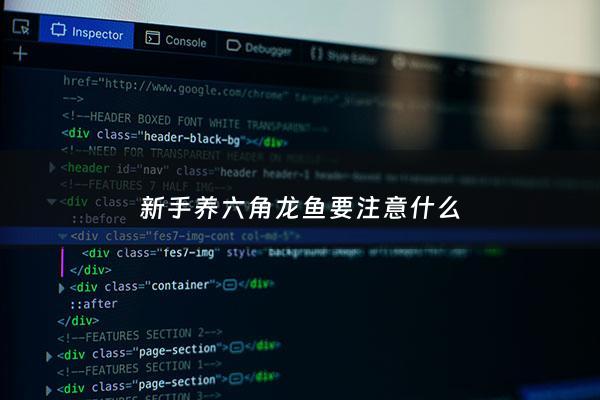 新手养六角龙鱼要注意什么 - 家养六角龙鱼