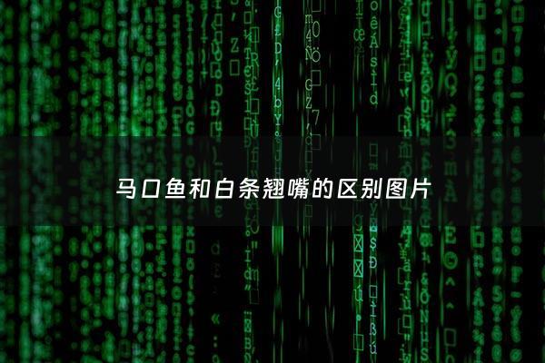 马口鱼和白条翘嘴的区别图片 - 马口鱼和白条翘嘴的区别图片大全