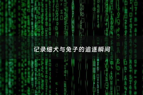 记录细犬与兔子的追逐瞬间 - 细犬追兔子***