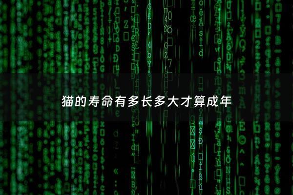 猫的寿命有多长多大才算成年 - 猫的寿命大约是多少