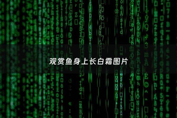观赏鱼身上长白霜图片 - 观赏鱼身上有白斑是怎么回事