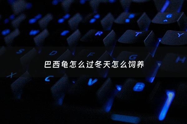 巴西龟怎么过冬天怎么饲养 - 巴西龟冬天怎么过冬