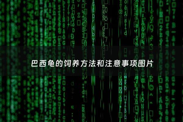 巴西龟的饲养***和注意事项图片 - 巴西龟如何饲养最好