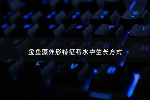 金鱼藻外形特征和水中生长方式 - 金鱼藻形态结构特征
