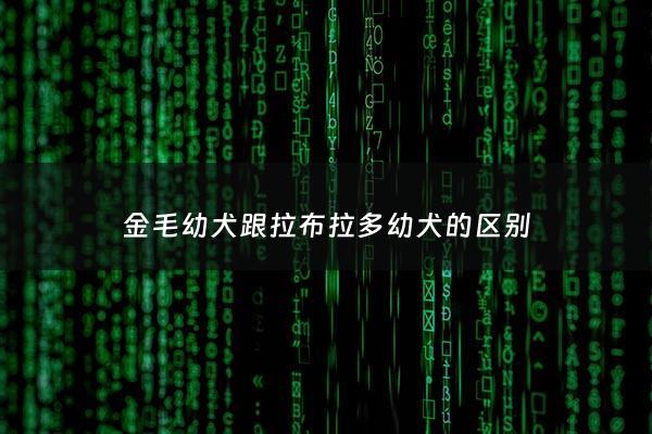 金毛幼犬跟拉布拉多幼犬的区别 - 金毛幼犬和拉布拉多幼犬的区别