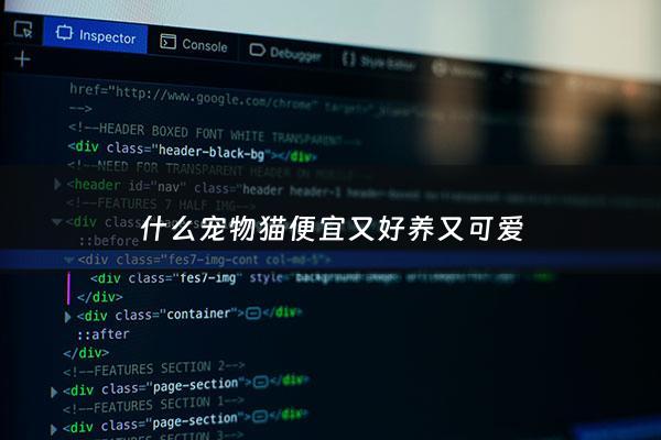 什么宠物猫便宜又好养又可爱 - 什么宠物猫最便宜又好养