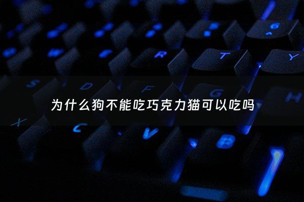 为什么狗不能吃巧克力猫可以吃吗 - 宠物狗为啥不能吃巧克力