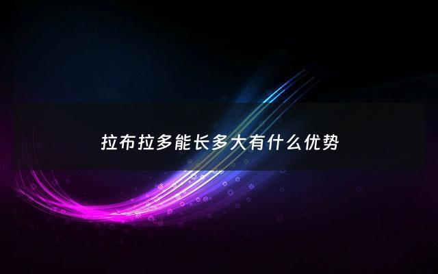 拉布拉多能长多大有什么优势 - 拉布拉多可以长多大年龄