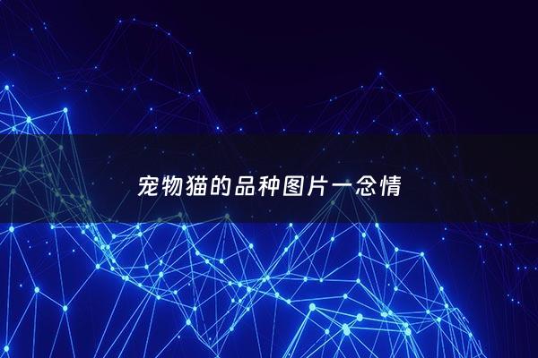 宠物猫的品种图片一念情 - 宠物猫的品种有哪些品种