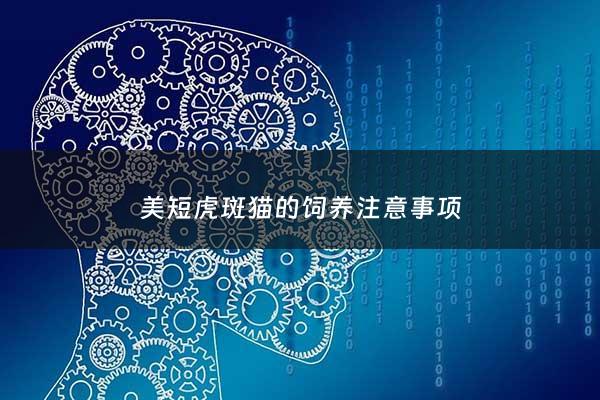 美短虎斑猫的饲养注意事项 - 美短虎斑怎么样