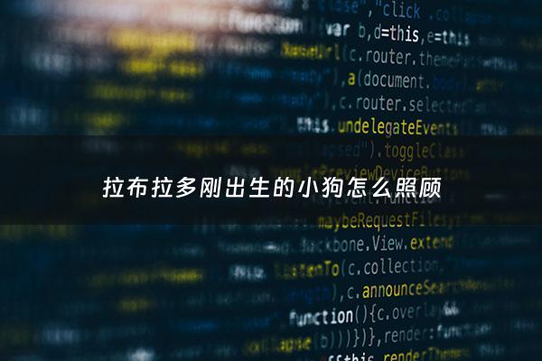 拉布拉多刚出生的小狗怎么照顾 - 刚出生的拉布拉多怎么人工喂养