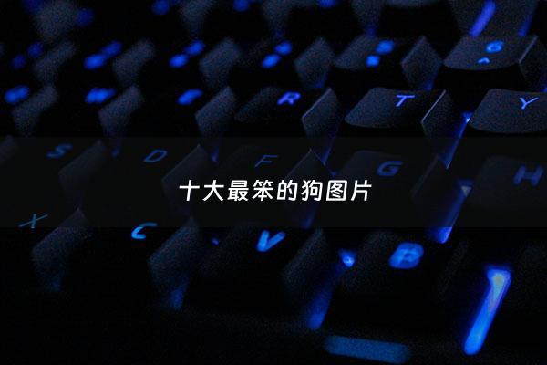 十大最笨的狗图片 - 十大最笨狗排名