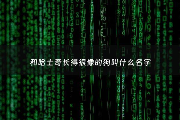 和哈士奇长得很像的狗叫什么名字 - 和哈士奇长相一样的狗叫什么名字