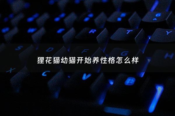 狸花猫幼猫开始养性格怎么样 - 狸花 幼猫