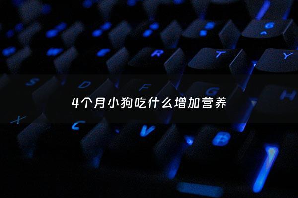 4个月小狗吃什么增加营养 - 4个月小狗吃什么好