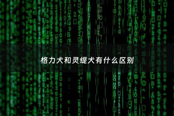 格力犬和灵缇犬有什么区别 - 格力犬跟灵缇哪个速度快