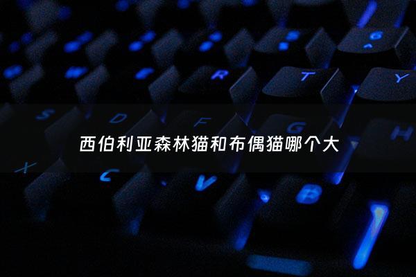 西伯利亚森林猫和布偶猫哪个大 - 西伯利亚森林猫体型多大