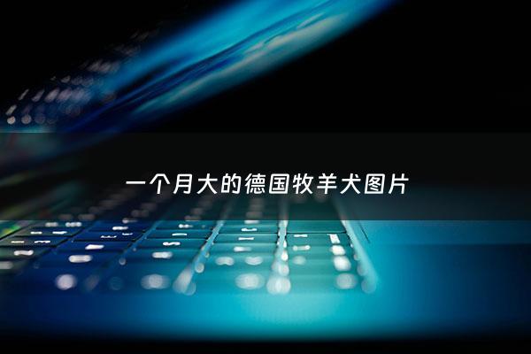 一个月大的德国牧羊犬图片 - 一个月德牧照片