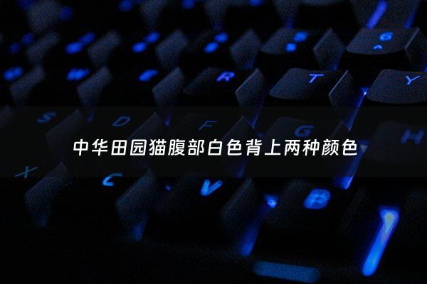 中华田园猫腹部白色背上两种颜色 - 腹部白色的猫