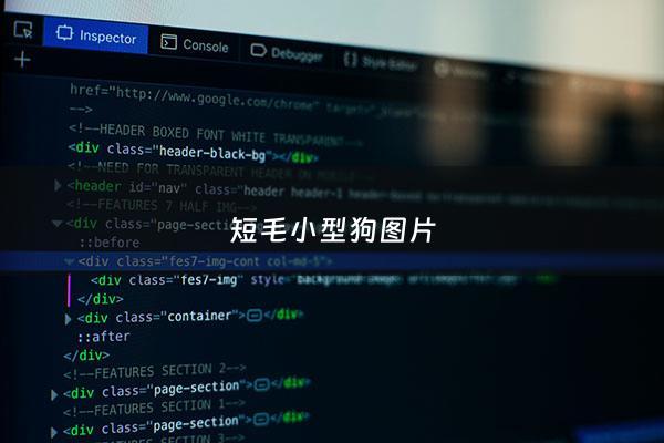 短毛小型狗图片 - 短毛小型狗图片高清