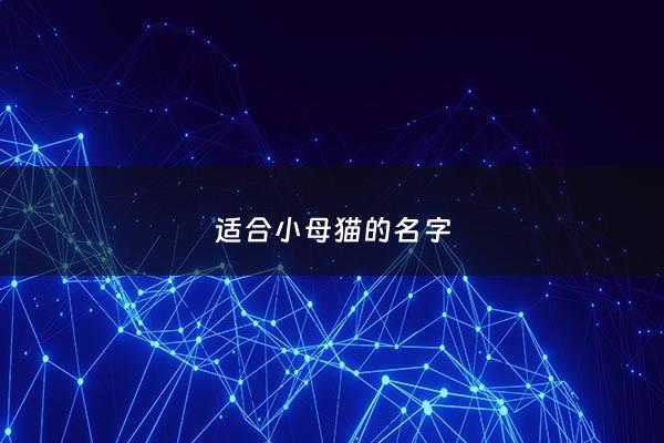 适合小母猫的名字 - 适合小母猫的名字招财