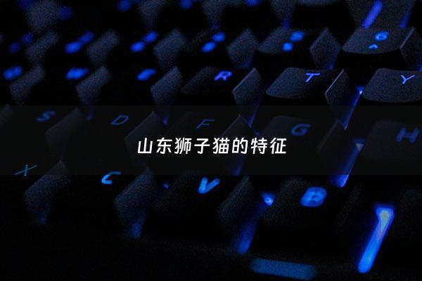 山东狮子猫的特征 - 山东狮子猫的特征介绍