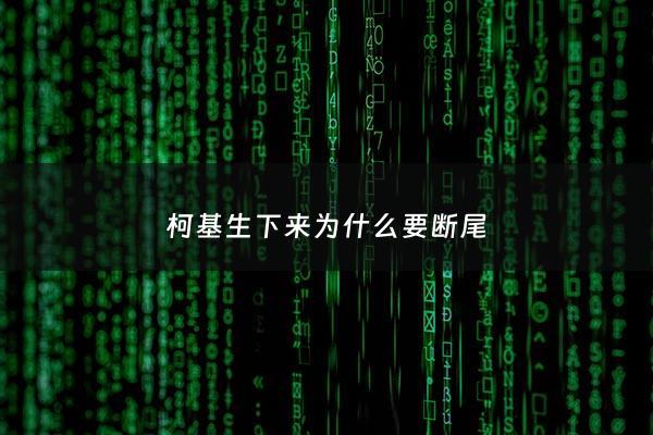 柯基生下来为什么要断尾 - 柯基为什么要断尾是怎么断尾的
